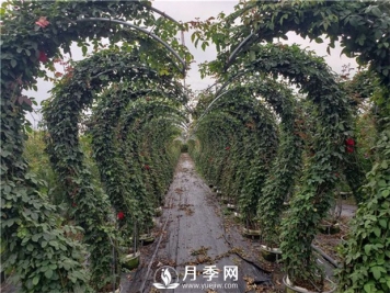  苗木快速健康生长的三大原则