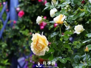 有人问，为什么自己的玫瑰花越开越小？