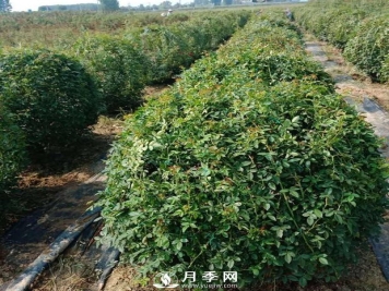 春天来了，采购造型月季花球的好时机