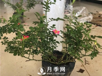 微型月季生产关键技术