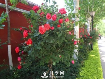 夏天来了 苗木养护怎么能少！