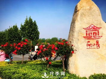 八成市场尽归南阳月季 说说南阳月季有多牛