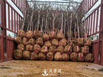 怎么起挖和包装才能提高苗木成活率呢