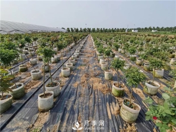 春天是苗木种植的好季节