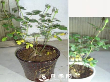 月季水浇多了有什么症状 处理方法很简单