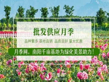 月季网介绍几款常用的月季用药