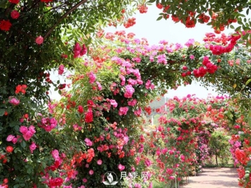 藤本月季为什么不开花 这个知识你知道吗