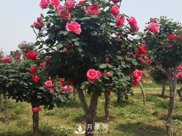 未来苗木市场竞争主要是成本的竞争