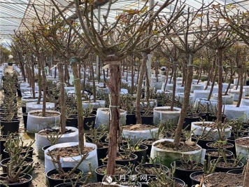 3月各种园林植物修剪指南