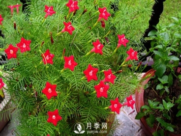 除了爬藤月季，还有适合新手栽种的三种爬藤花卉