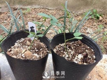 月季牙签苗的养护方法