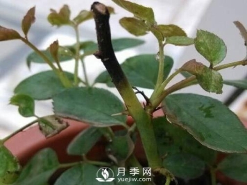 月季黑杆的原因和处理办法