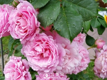 阳台上种藤本月季方法你知道了吗？