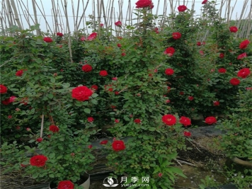 月季大藤本和小藤本都有哪些品种？栽种方式有没有区别