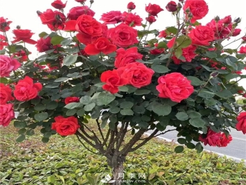 南阳精品树状月季，让城市景观更美丽