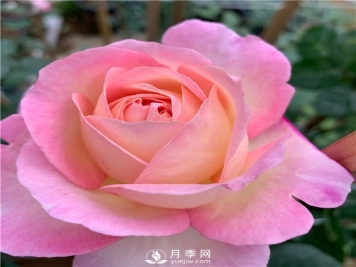 破晓月季，一款浓香型的灌木月季