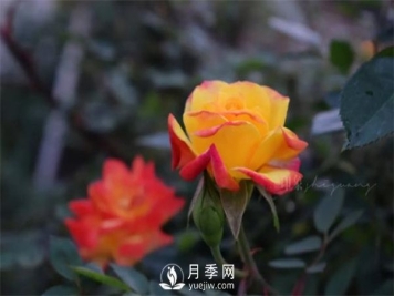 阳台的藤彩虹很喜欢