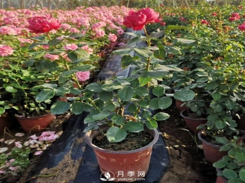 容器苗选容器有学问，尺寸、材质、颜色都得看准