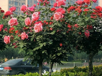 月季早春时的养护管理方法你知道吗？