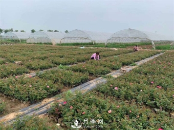 发酵有机肥不彻底对月季的危害你知道吗？