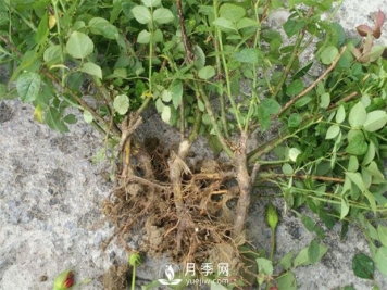 裸根的月季该如何种植？南阳大田月季基地告诉你