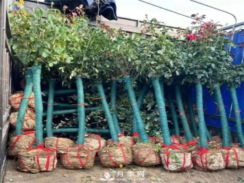 园林绿化中大规格苗木的移栽种植