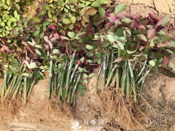 月季扦插的方法之选择合适的枝条