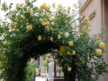 苗木养护，详细的『植物根部』知识普及！