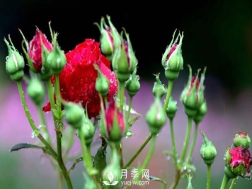 苗木春季如何施肥