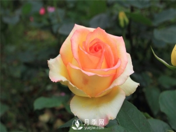 酸碱土壤各适合什么样的苗木