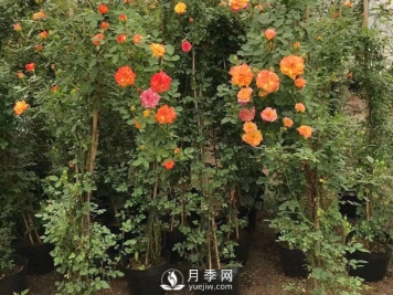 春季果树养护要点