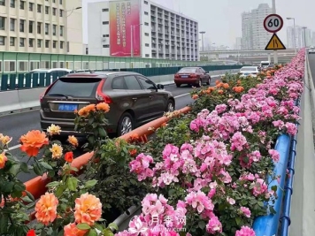 春分时节苗木养护管理大全