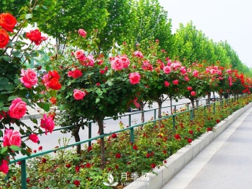 月季开花后，树状月季应该这么做！