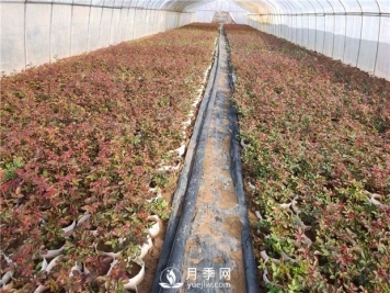 新培育月季树苗的办法