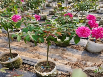 盆栽月季树的日常管理办法