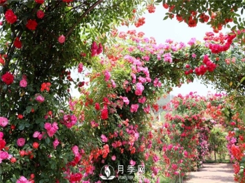 月季培养种苗的挑选及采收