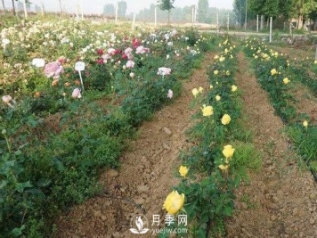 盆栽月季冬季怎么养护防冻