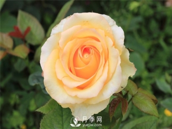 大花月季种植水肥如何管理？