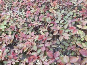 大花月季扦插技术要点是什么？