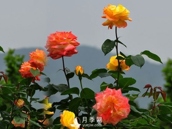 欣赏月季的成长习性