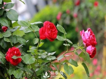 微月和藤本和灌木月季的区别，超容易分辨！