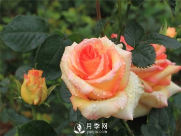 宿根花卉品种特色有哪些？