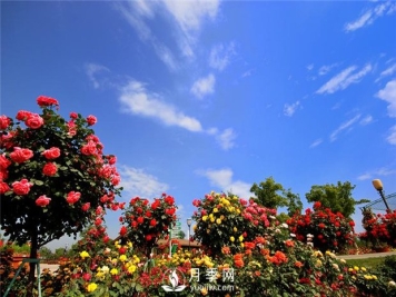 苗木种植施工过程中管理注意事项