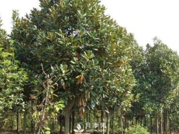 南召县玉兰五角枫苗木种植合作社