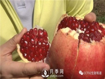 南阳淅川万亩突尼斯软籽石榴基地