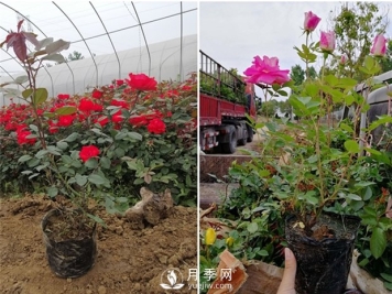 盆栽藤本月季批发