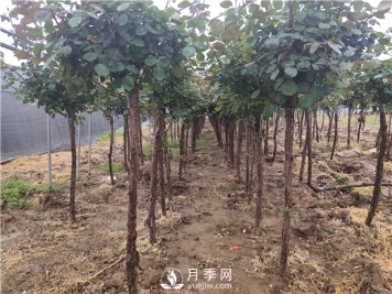 南阳月季苗圃4月份管理重点工作