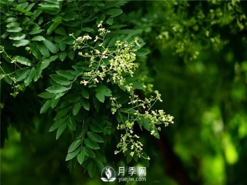 盘点南阳销售较好的3种绿化苗木