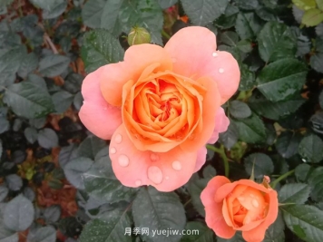 十款花期最长的微型月季品种，适合阳台种植