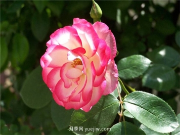 月季喜爱哪种肥料？春天雨水多要如何施肥？